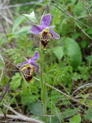 Ophrys heldreichii