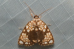 Gabala roseoretis