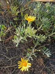 Senecio crassiflorus