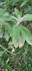 Fuchsia boliviana