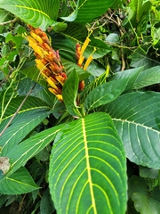 Sanchezia parvibracteata