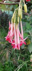 Fuchsia boliviana