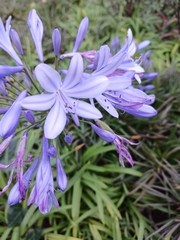 Agapanthus praecox