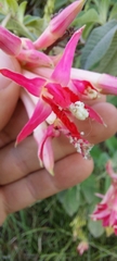Fuchsia boliviana
