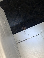 Steatoda nobilis