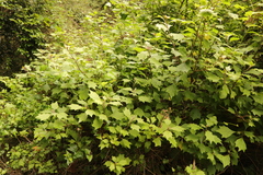 Gymnanthemum capense