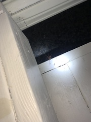 Steatoda nobilis