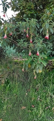 Fuchsia boliviana