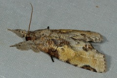 Gadirtha impingens
