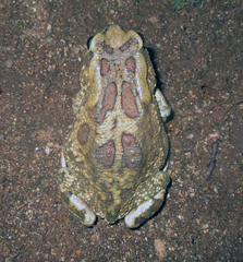 Sclerophrys poweri