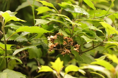 Gymnanthemum capense