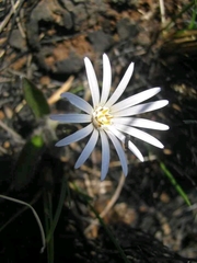 Asteraceae