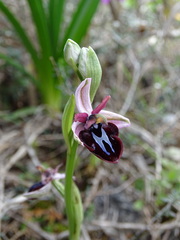 Ophrys sphegodes spruneri