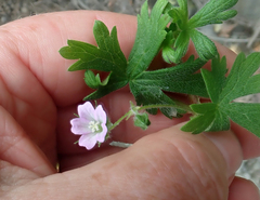 Geranium gardneri