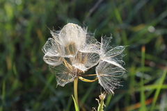 Tragopogon dubius