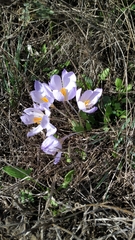 Crocus