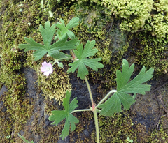 Geranium gardneri