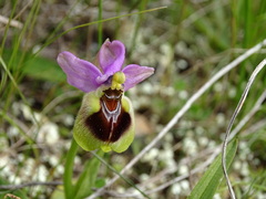 Ophrys tenthredinifera