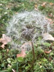 Taraxacum erythrospermum