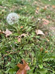 Taraxacum erythrospermum