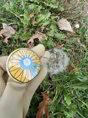 Taraxacum erythrospermum