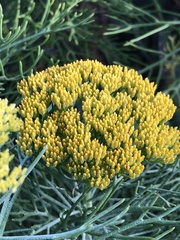 Hymenolepis crithmifolia