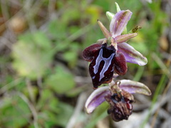 Ophrys sphegodes spruneri