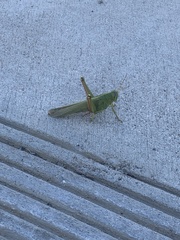 Schistocerca shoshone