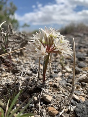 Allium nevadense