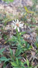 Symphyotrichum simmondsii
