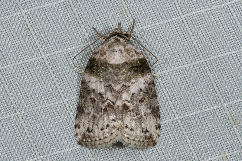 Garella rotundipennis