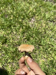Psilocybe cubensis
