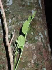 Dysoxylum spectabile
