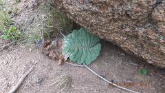 Streptocarpus dunnii
