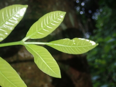 Dysoxylum spectabile
