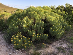 Hymenolepis crithmifolia