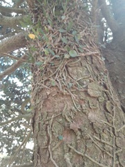 Microgramma mortoniana