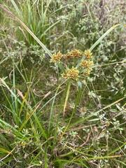 Cyperus eragrostis
