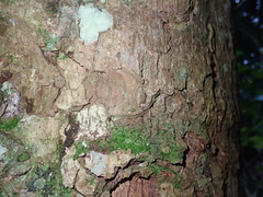 Dysoxylum spectabile