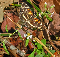 Anthanassa texana seminole