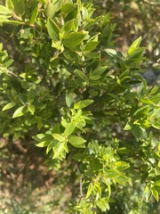 Diospyros glabra