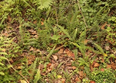 Blechnum punctulatum