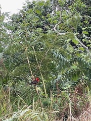 Foudia madagascariensis