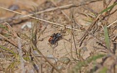 Sphecodes albilabris