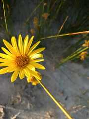 Senecio crassiflorus