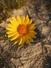 Senecio crassiflorus