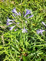 Agapanthus
