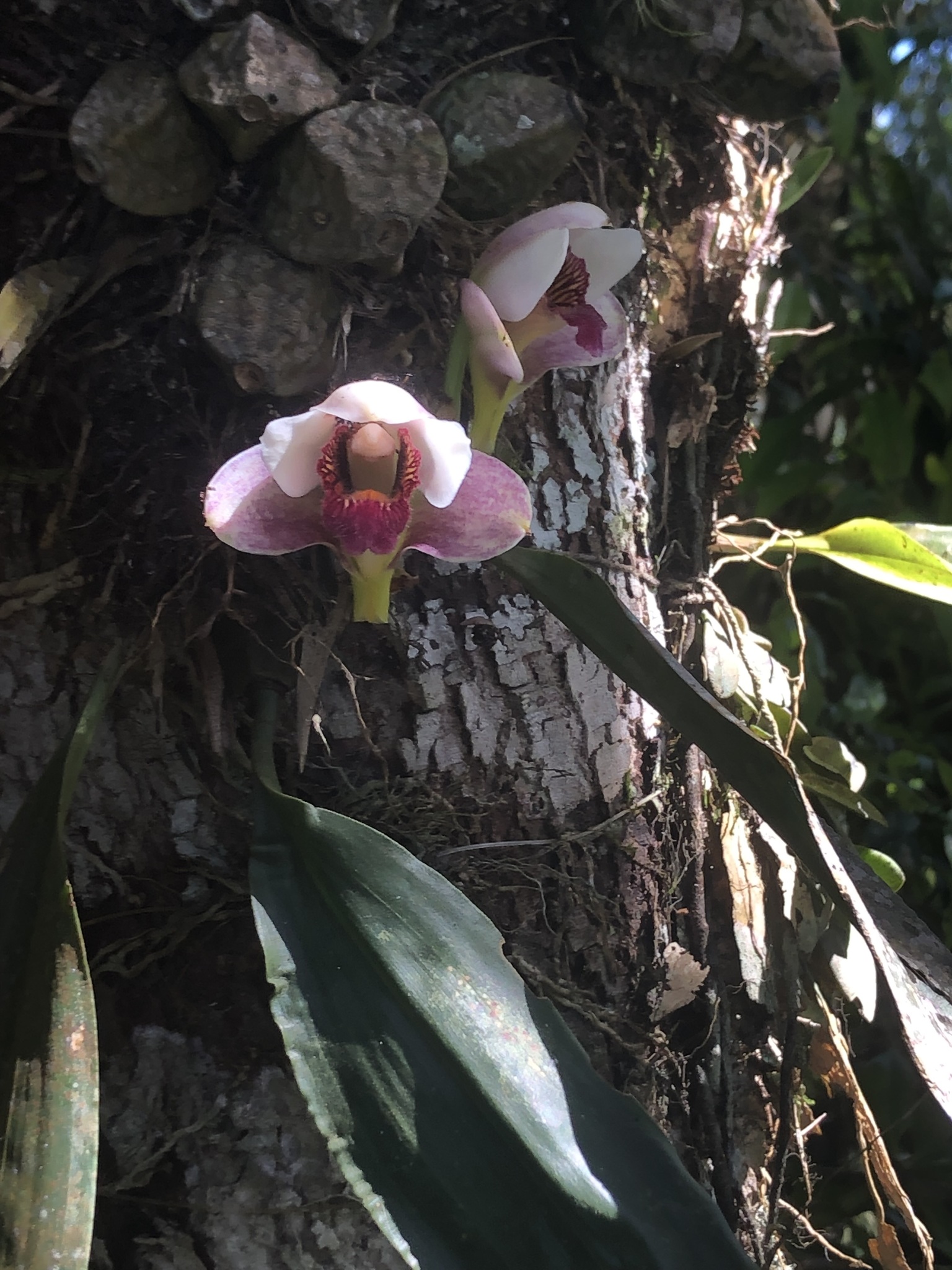 Imagem de Orquídea-de-harrison
