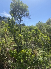 Diospyros glabra