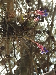 Tillandsia aeranthos